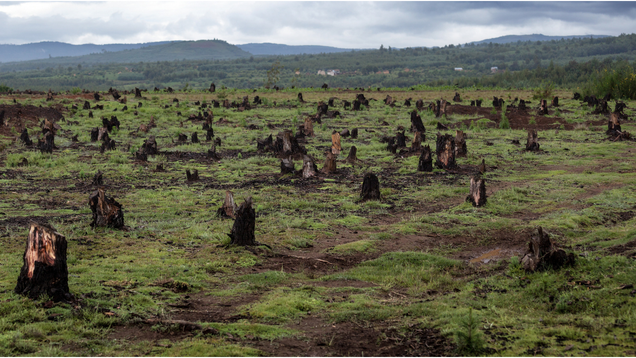100 líderes mundiales se comprometen a revertir la deforestación para 2030