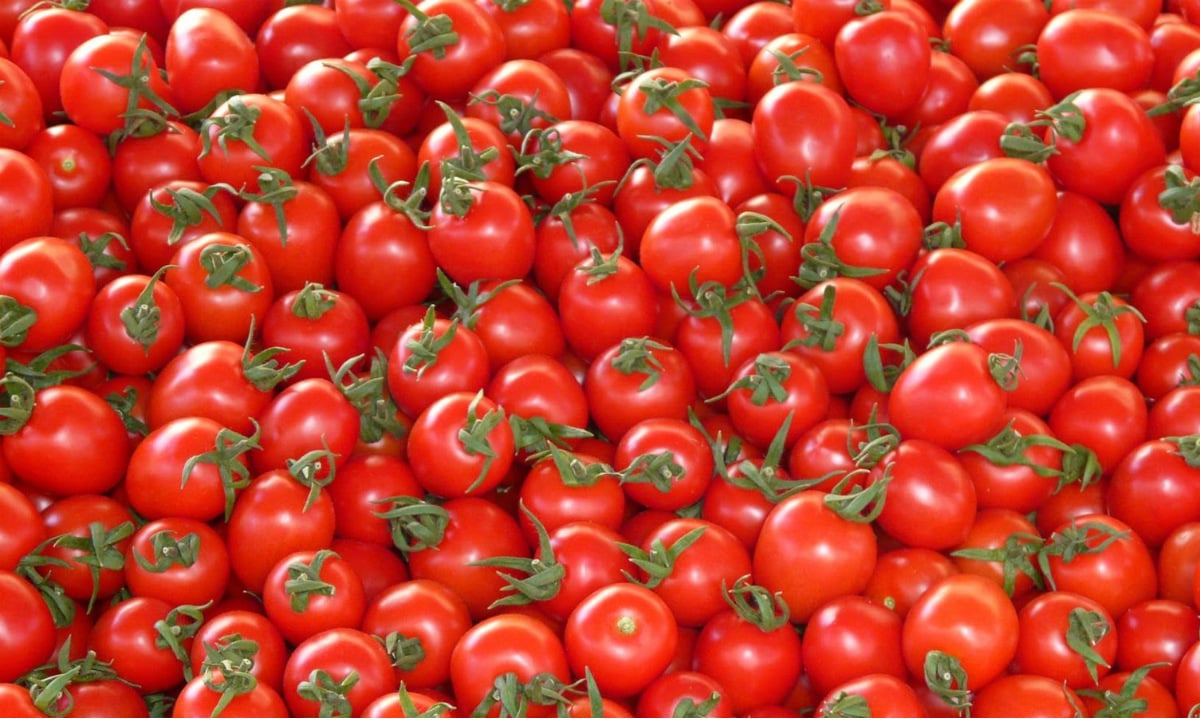 Efecto superpeso quita 6 mil 300 mdp a las ventas de exportación de tomateros
