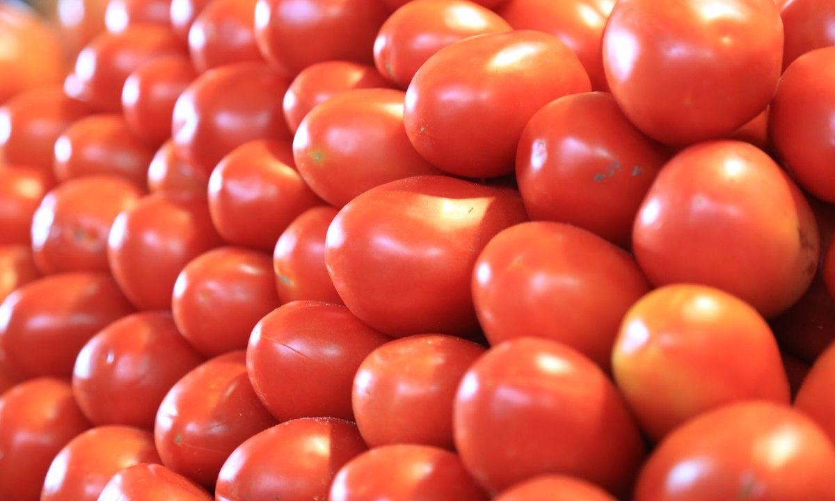 México investigará denuncias de trabajo forzado en empresas exportadoras de tomate