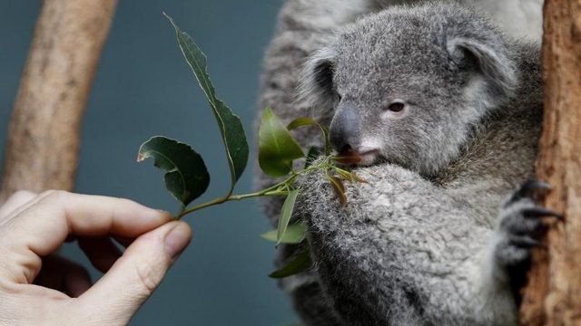 Koala funcionalmente extinto