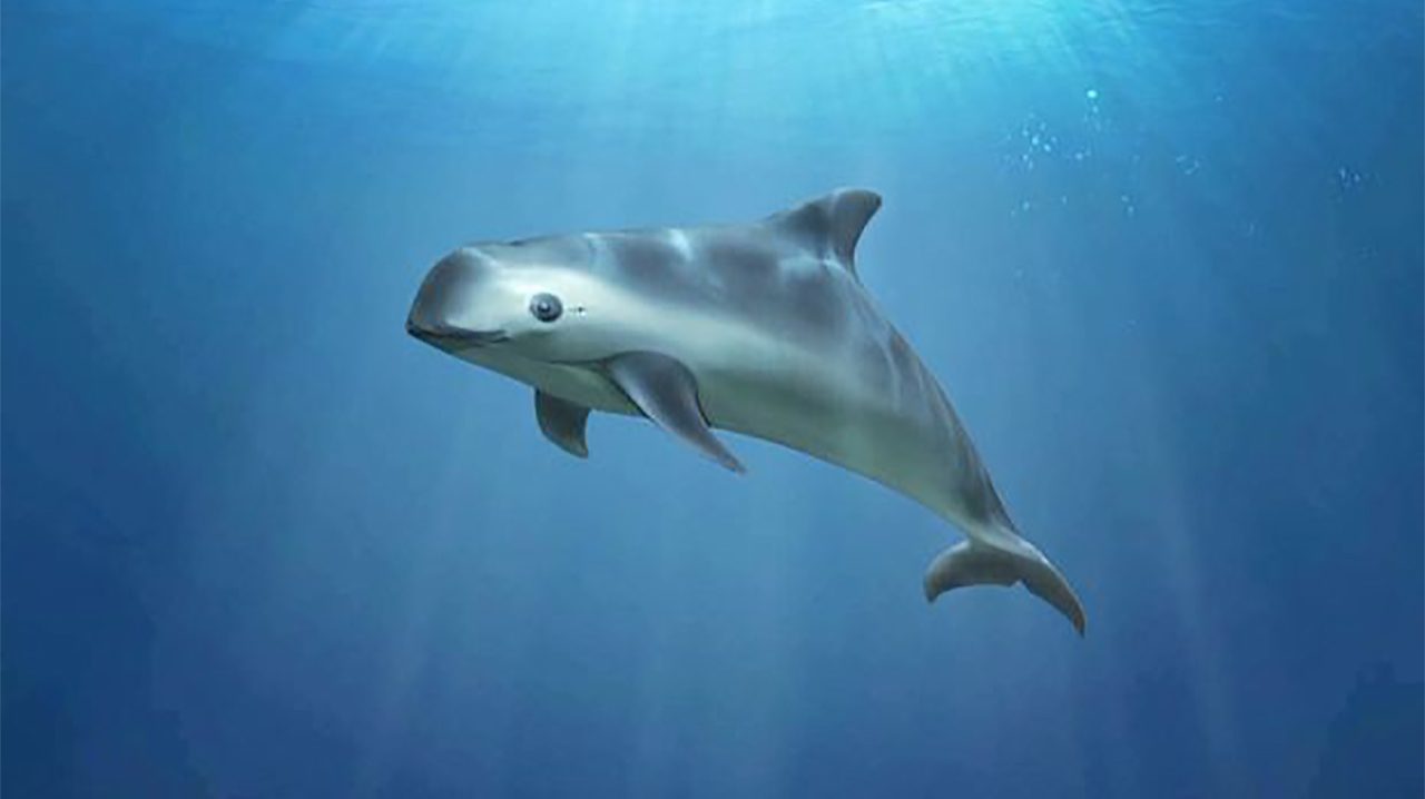 Autoridades ponen manos a la obra para proteger a la vaquita marina