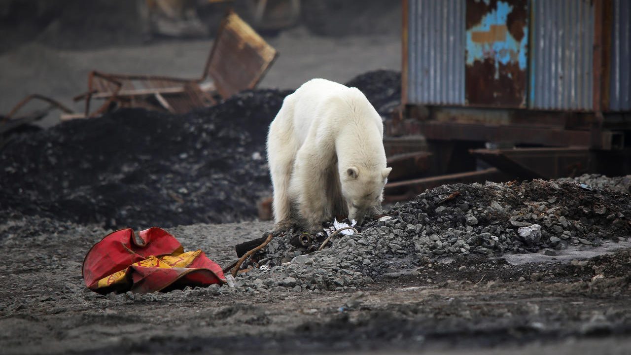 Rescatan a osa polar que vagaba en calles rusas; recibirá tratamiento