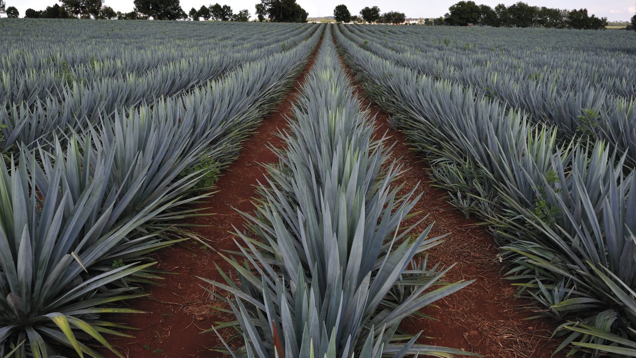 Tequila y mezcal, segundo mercado de bebidas alcohólicas más importante del país