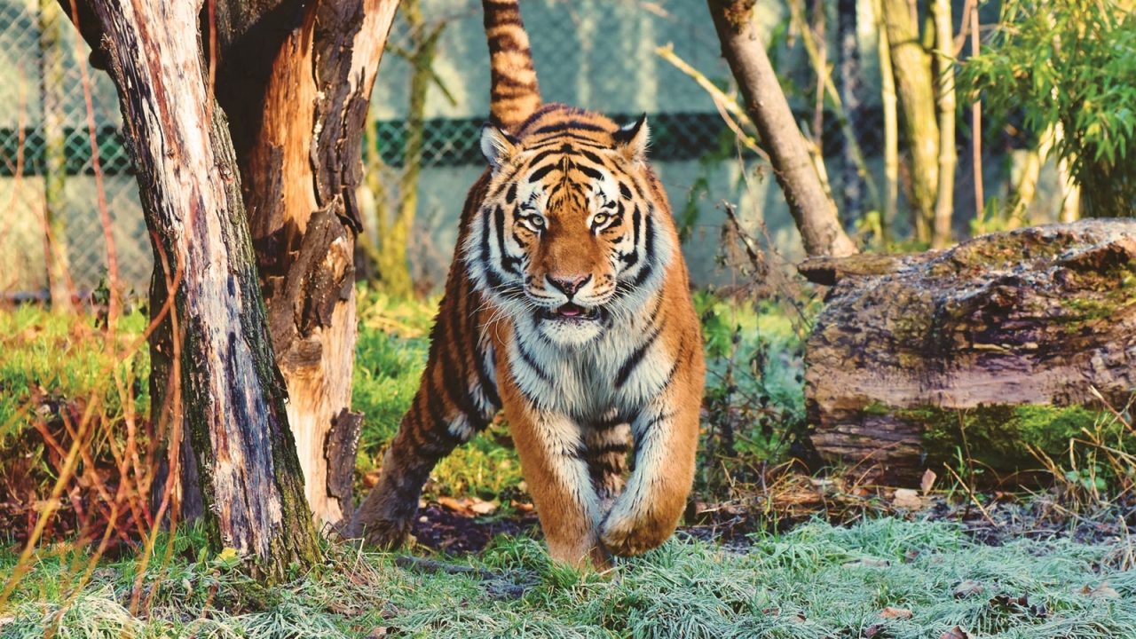Histórico: la población de tigres de la India aumenta a casi 3,000 ejemplares