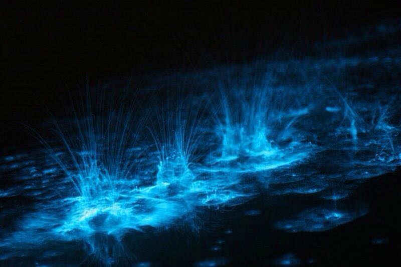 Dónde ver el fenómeno de bioluminiscencia de Holbox