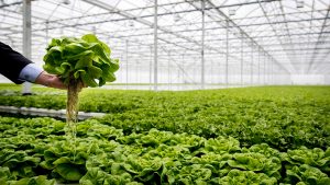 Agricultura sostenible
