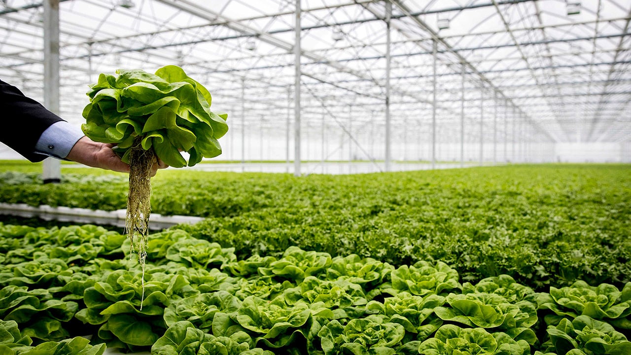 Suelo de calidad, detección a distancia y cubierta vegetal: el futuro de la agricultura sostenible