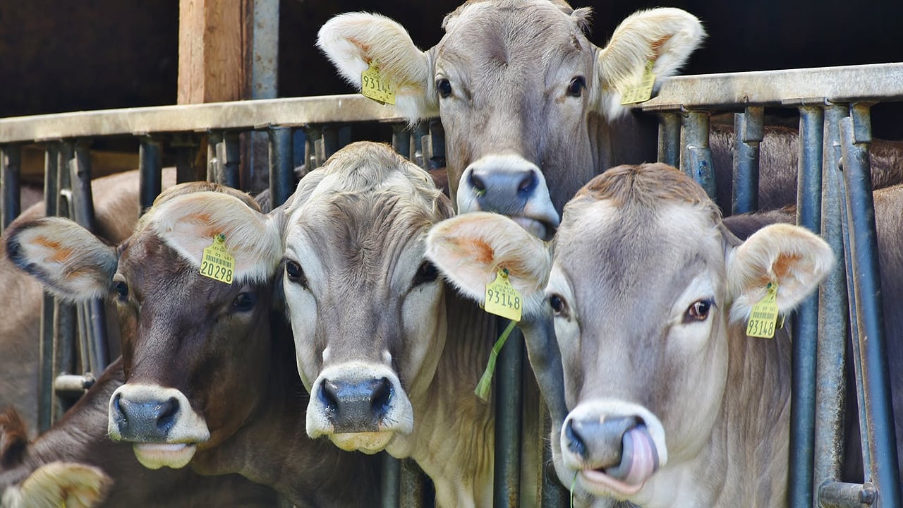Declaran a BCS zona libre de brucelosis bovina, caprina y ovina
