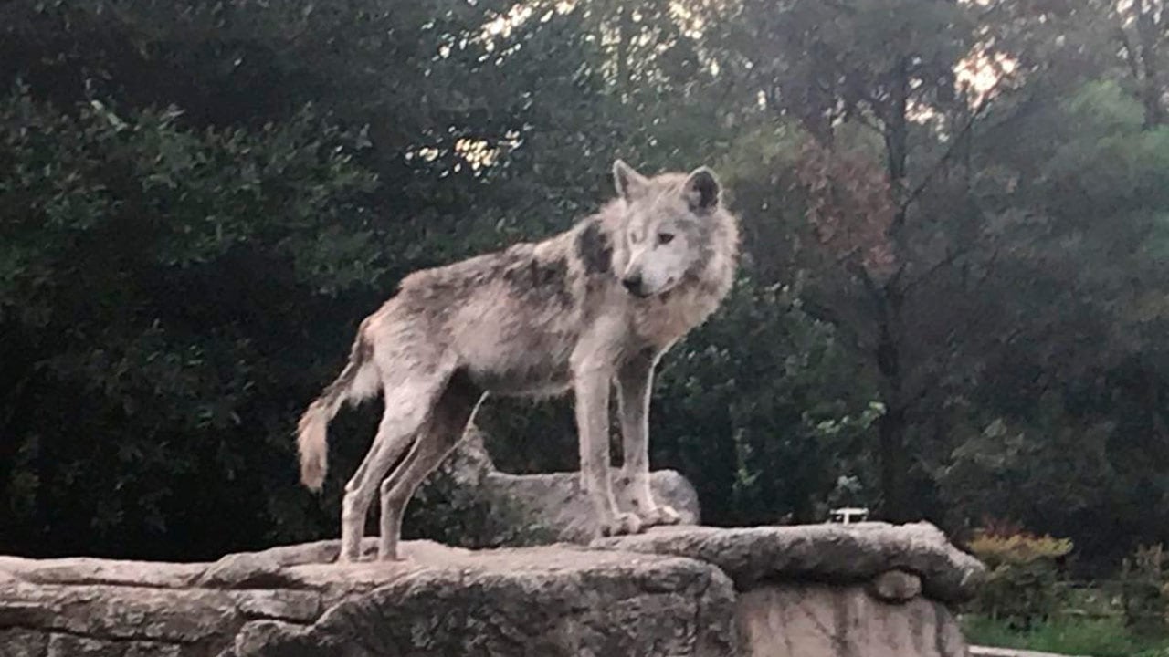 Fallece lobo mexicano que contribuyó a conservar su especie • Actualidad •  Forbes México