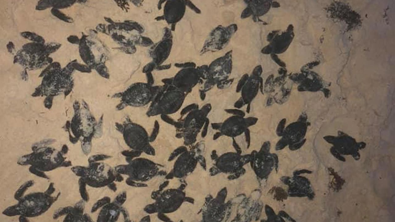 Reportan en redes sociales muerte masiva de tortugas por sargazo
