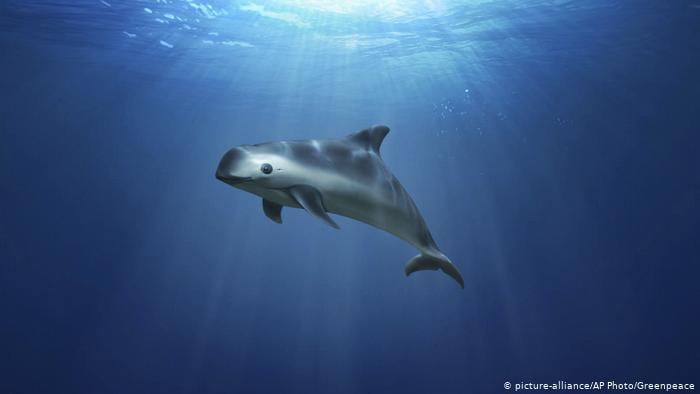 CITES 18: Piden a México que movilice a sus autoridades para salvar a la vaquita marina