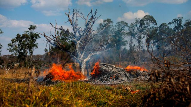 región brasileña Amazonia Amazonas devastación record