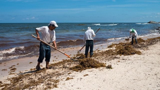 Trabajadores limpiando la playa pública de Tulum, México. Agosto 2019. Foto: Angélica Escobar/Forbes México.
