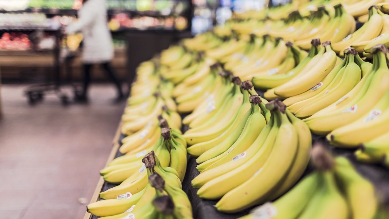El mal del plátano: un hongo muestra los límites del monocultivo