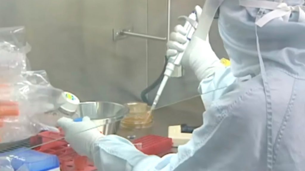 científicos cerdos trasplantes bacteria anticancerígena metafluido