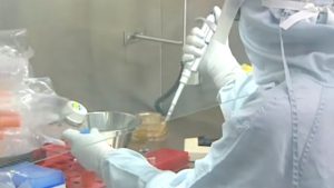 científicos cerdos trasplantes bacteria anticancerígena metafluido