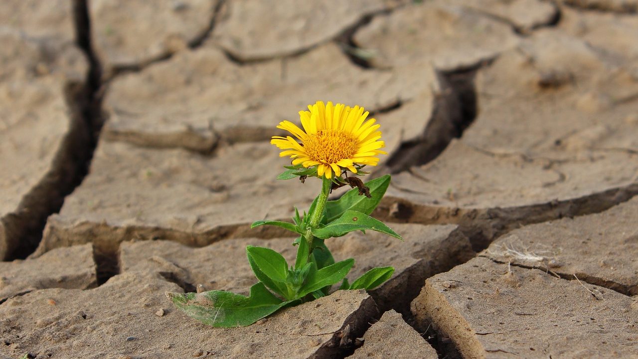 El mundo tiene más hambre, pero la tierra está agotada: IPCC
