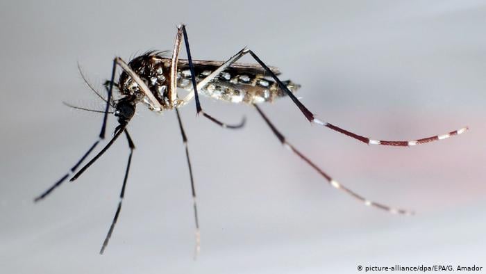 Mosquitos genéticamente modificados se multiplican en Brasil