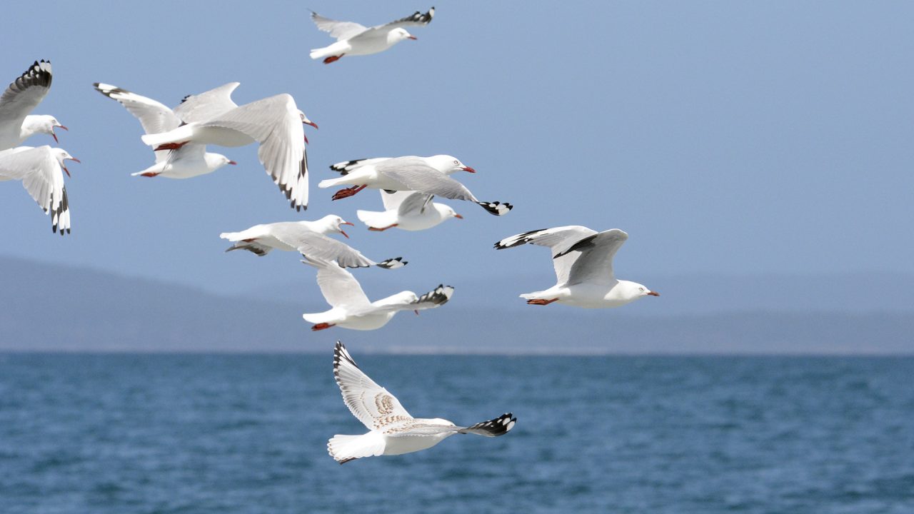 Culpan a humanos por caída en población de aves en EU y Canadá