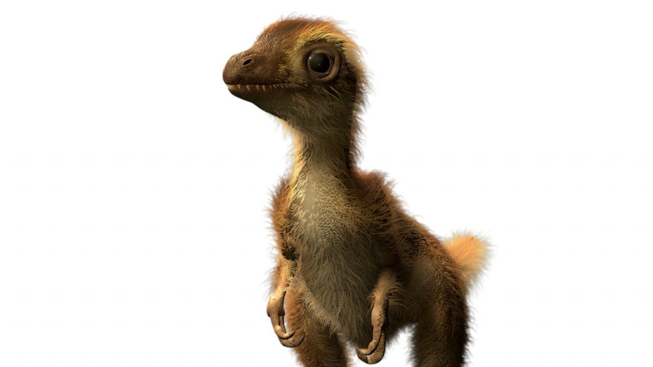 Fotogalería | Así era el T-Rex recién nacido; aquí su evolución