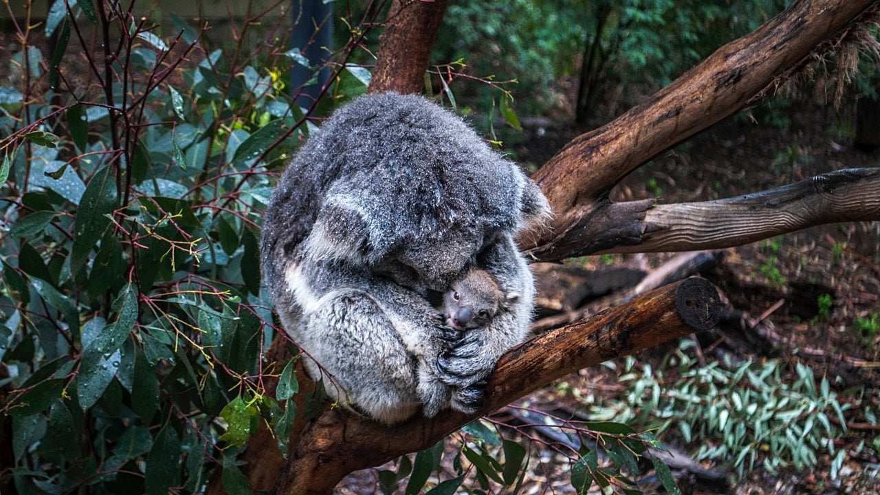 koalas australia habitat