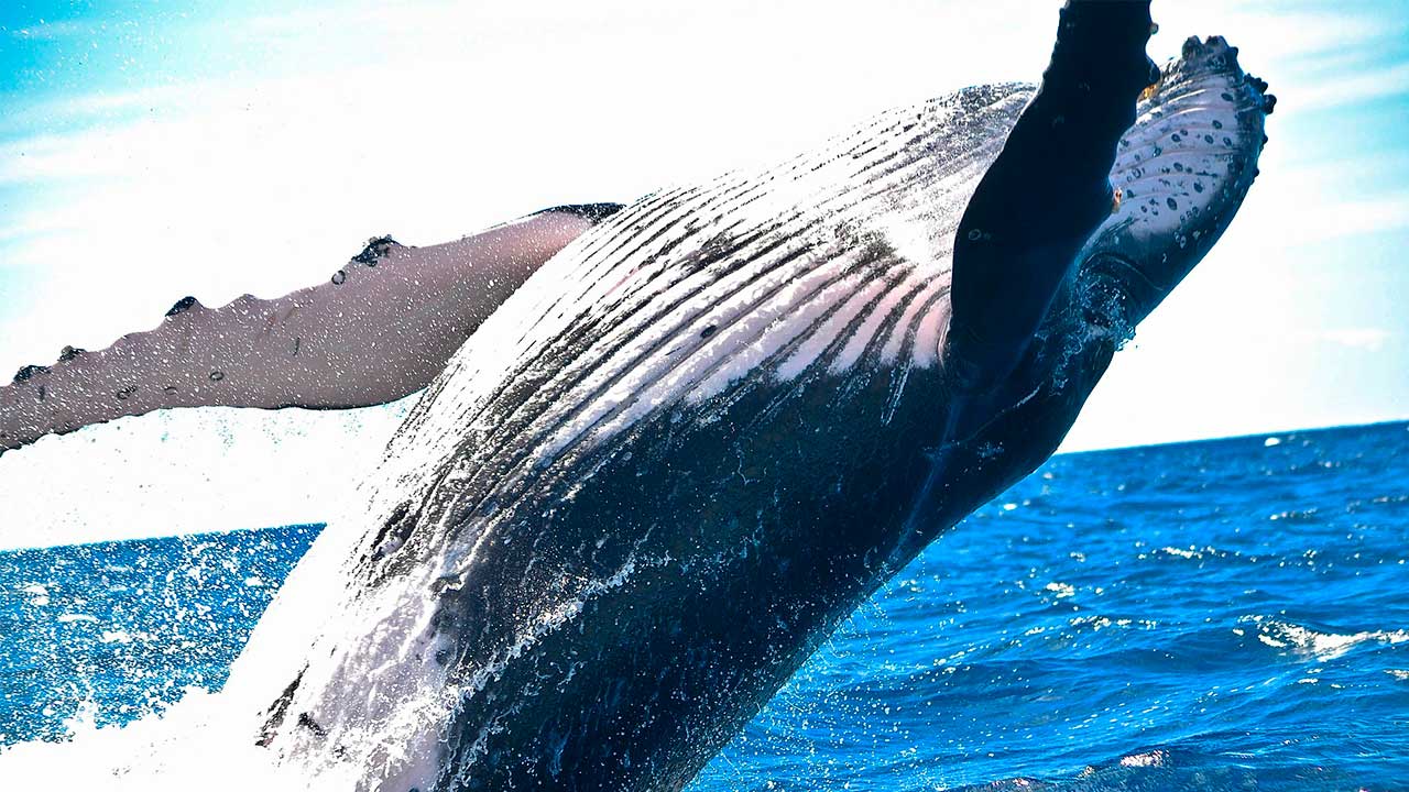Cuidar una ballena ayuda más al ambiente que plantar miles de árboles