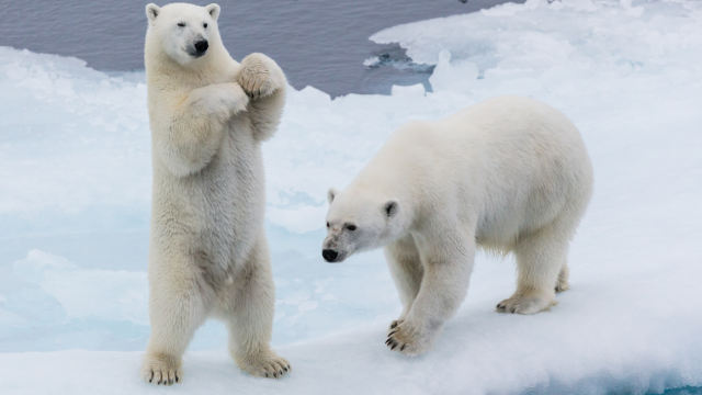 osos polares-verano ártico