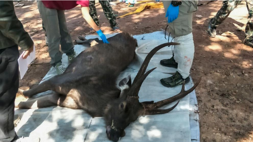 Hallan ciervo muerto con siete kilos de plástico en el estómago