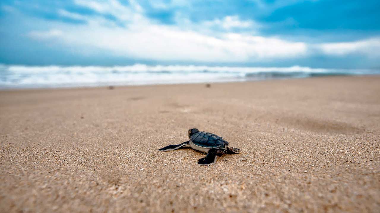 Casi un millón de crías de tortuga fueron liberadas en Cancún en 2022