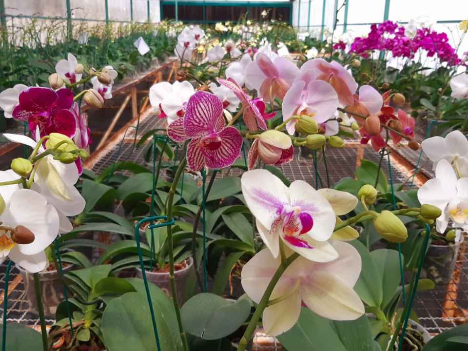 filtrar Asimilar aficionado Todo lo que debes saber para cuidar una orquídea