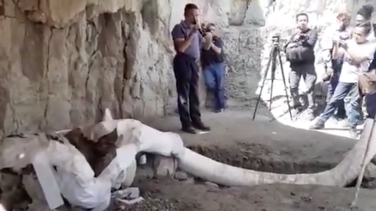 Localizan nuevos restos de mamuts en terreno de Tultepec