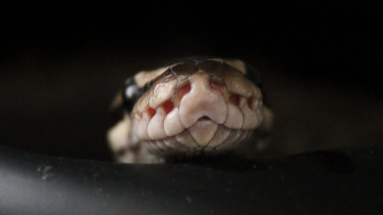 Crean molécula con veneno de serpiente para evitar trombosis