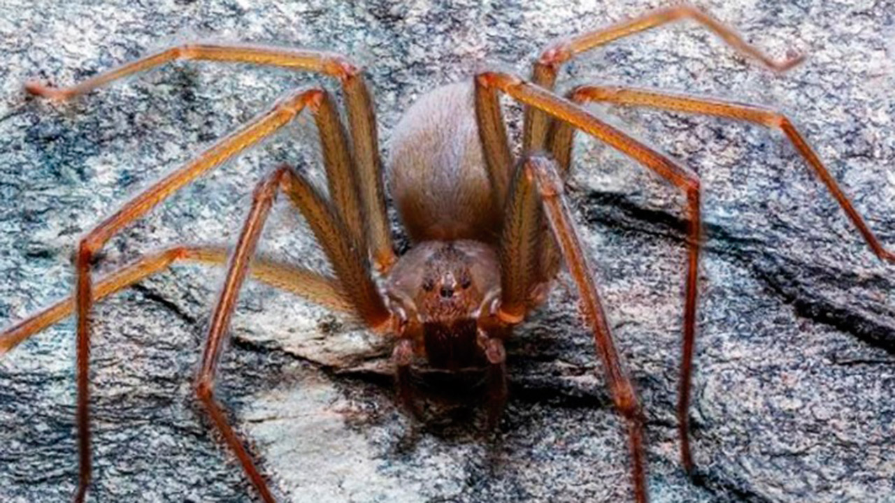 Investigadores de la UNAM descubren nueva especie de araña violinista