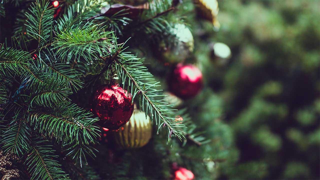 Rentar árboles navideños, una nueva apuesta para evitar la tala