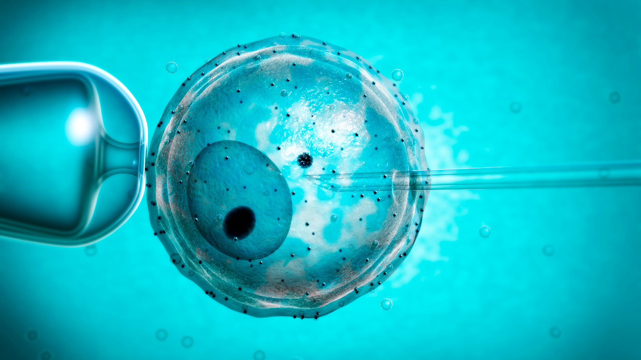 Óvulos y espermatozoides artificiales llegarán en 2020, prevén