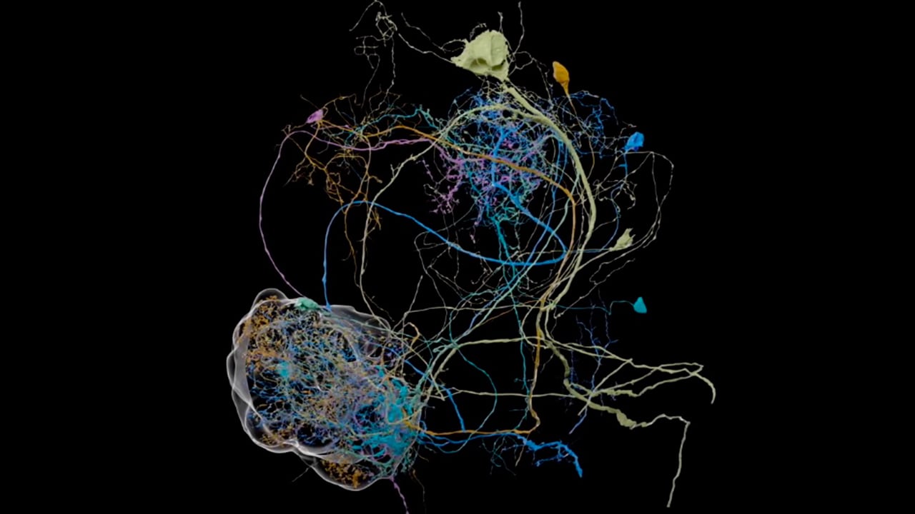 Google realiza el mapa cerebral más grande de alta resolución