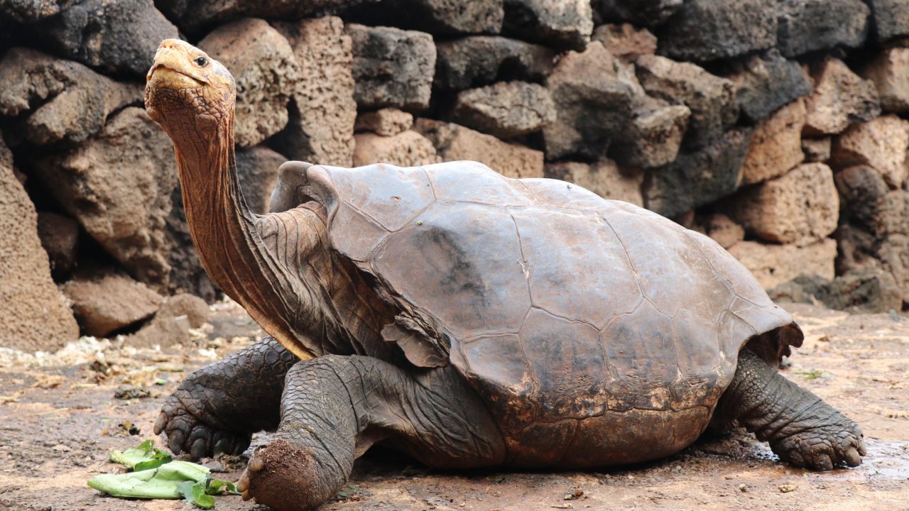 Tortuga semental de las Galápagos ‘salva’ a su especie de la extinción