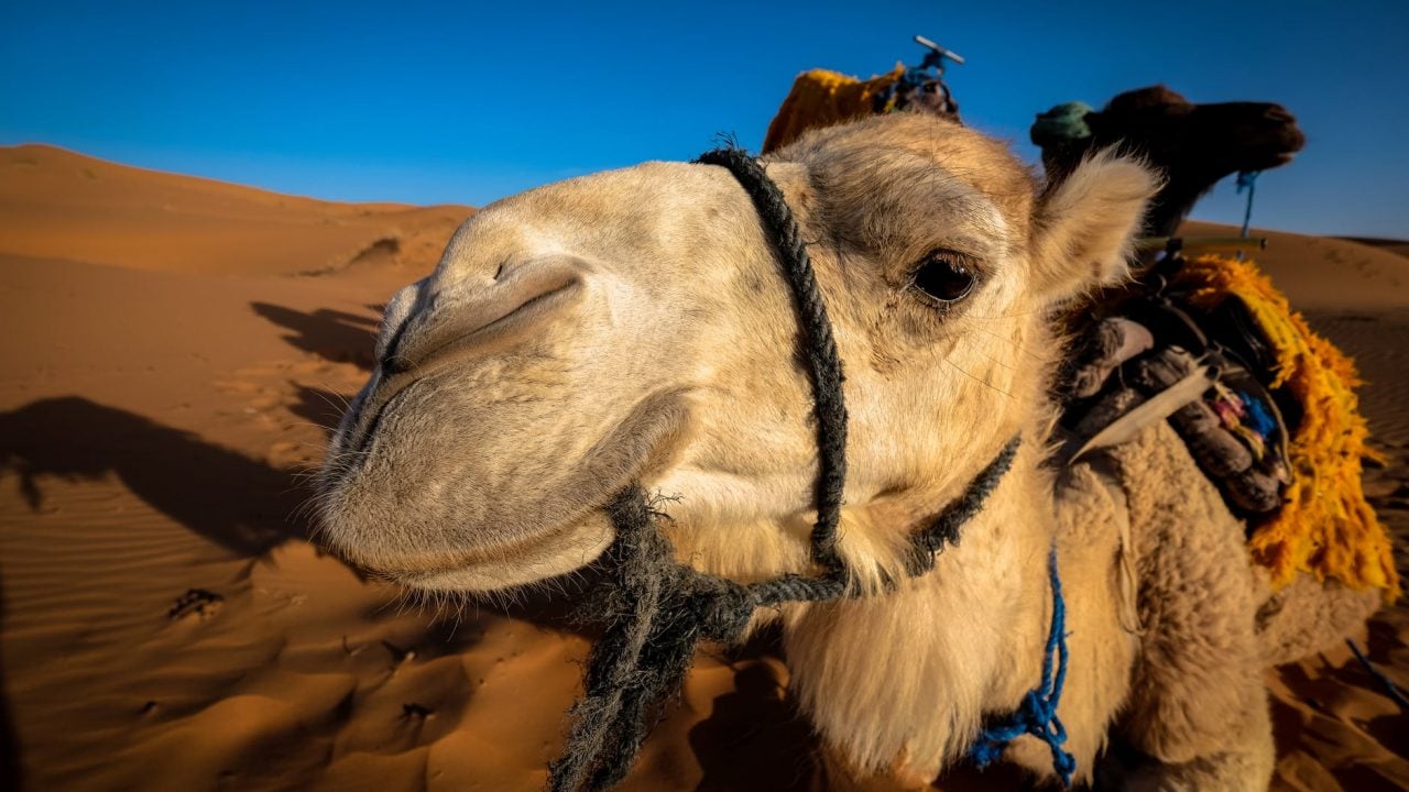Por problemas de sequía, serán sacrificados 10,000 camellos en Australia