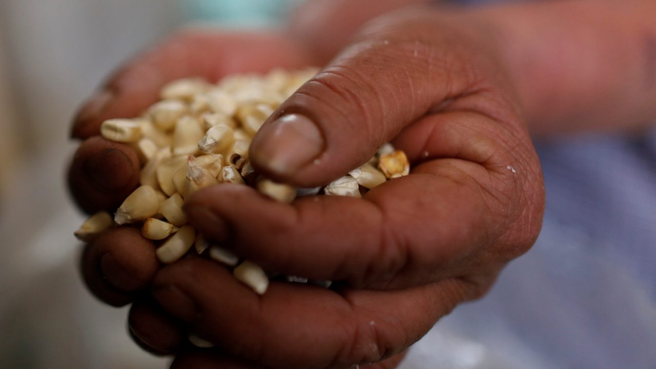 Semillas pirata causan pérdidas hasta por 100 mdd: productores