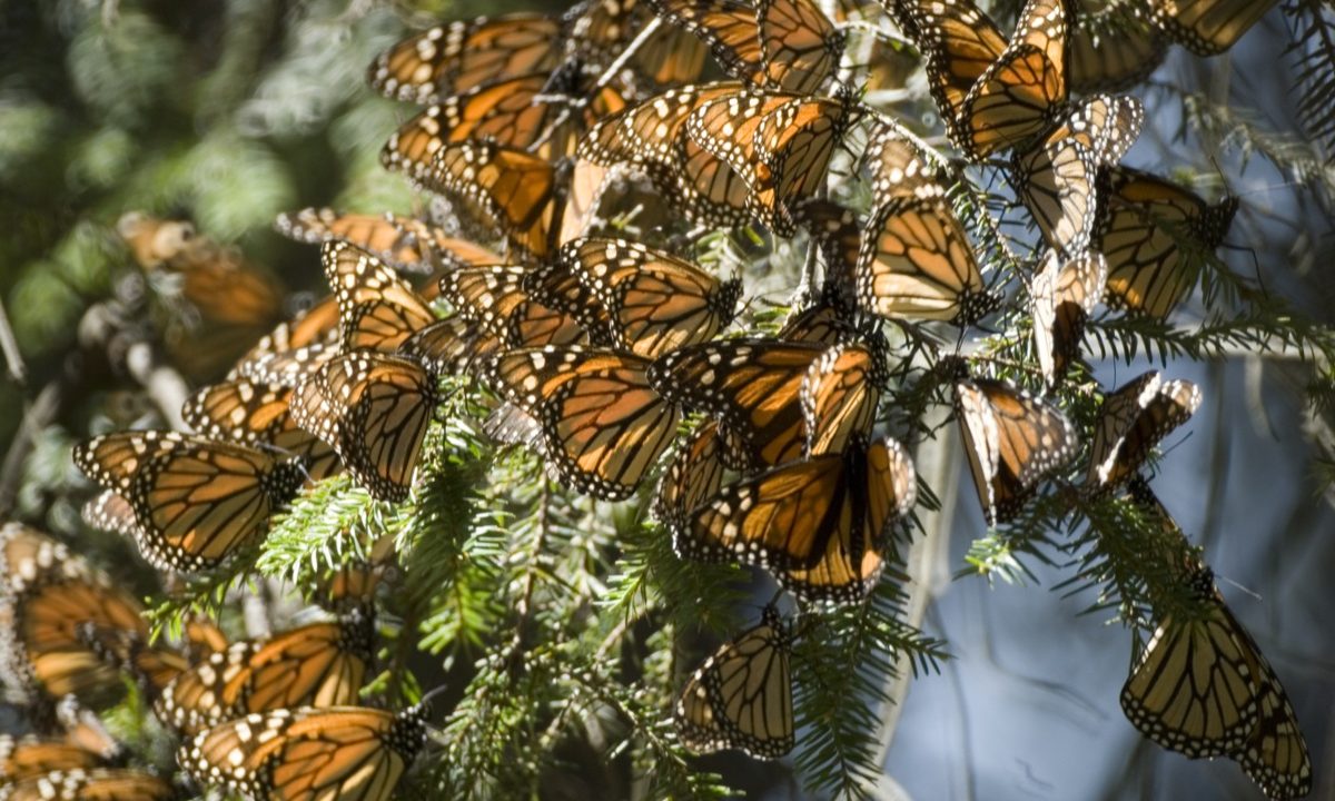 Tres santuarios de la mariposa Monarca en Michoacán que debes visitar
