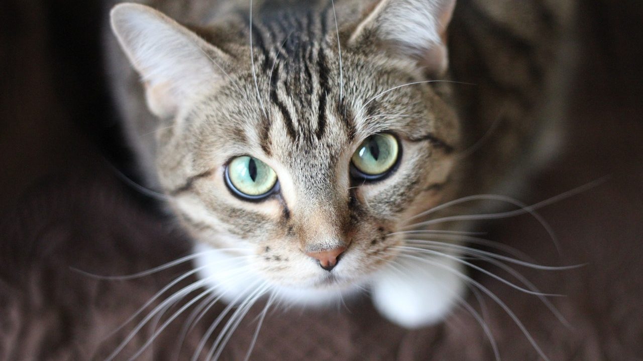 Detectan el primer caso de gato con Covid-19 en España