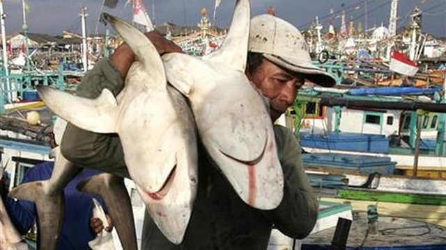 pesca ilegalTiburones pesca tiburon aleta sopa china