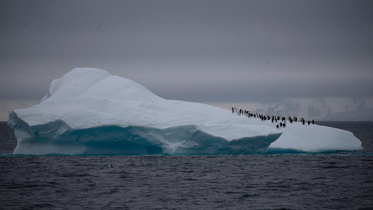 Colonias de pingüinos desaparecen en la Antártida por el cambio climático