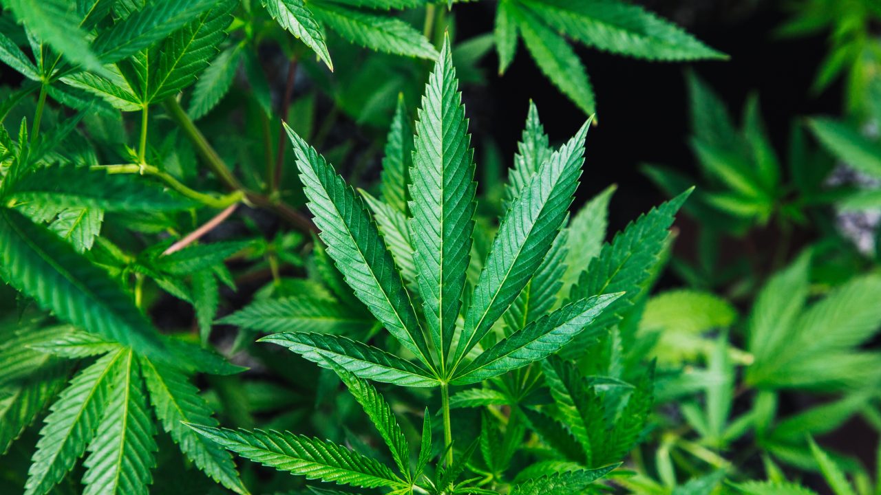 Otorgan amparo a Xebra Brands para comercializar cannabis industrial en México