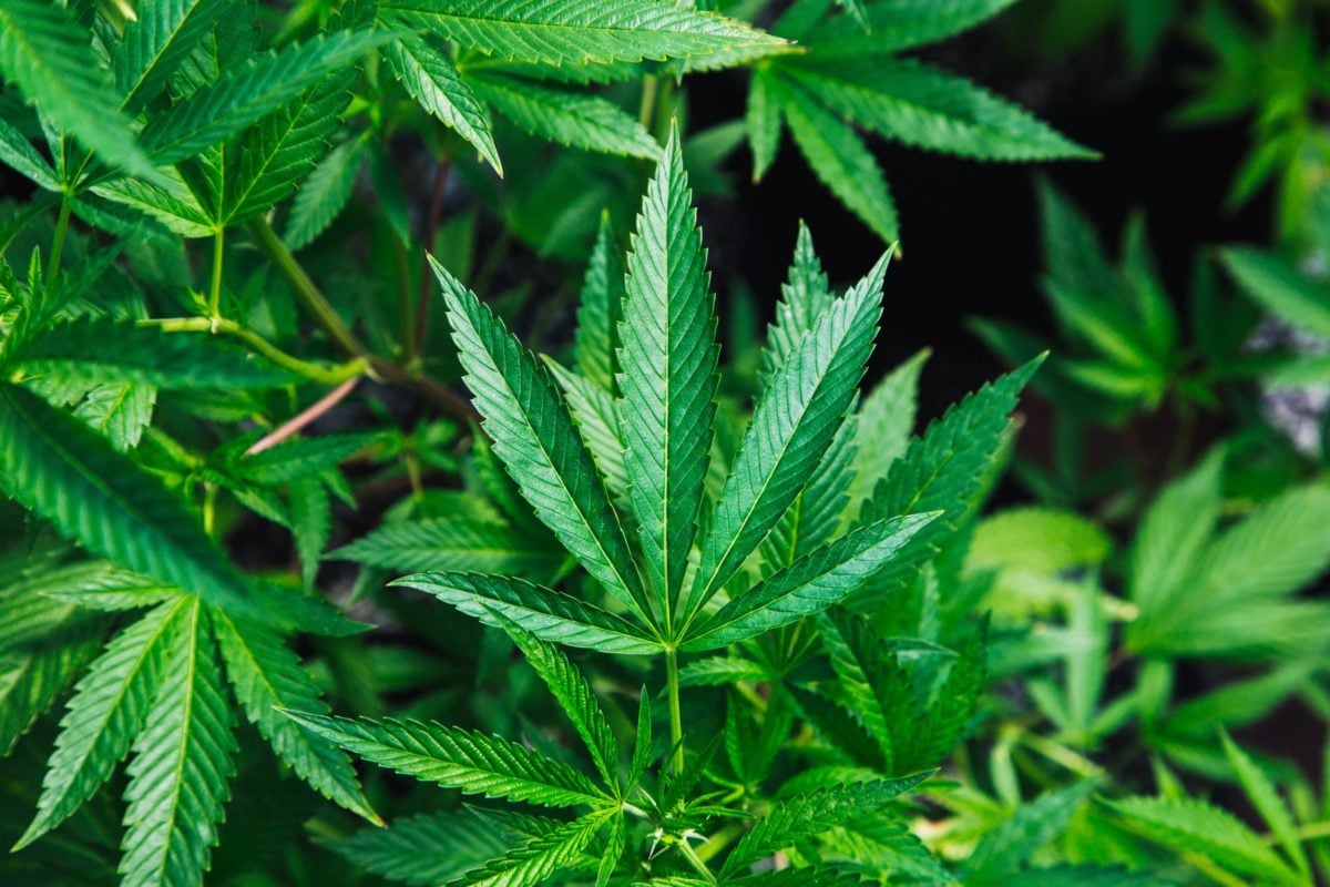 cannabis marihuana legalización méxico