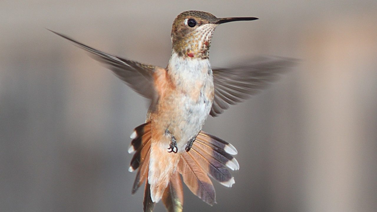Prevén más jardines urbanos contra la desaparición del colibrí en CDMX