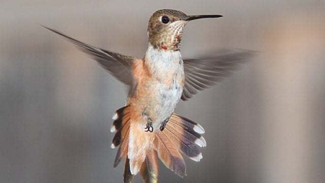 colibri hummingbird