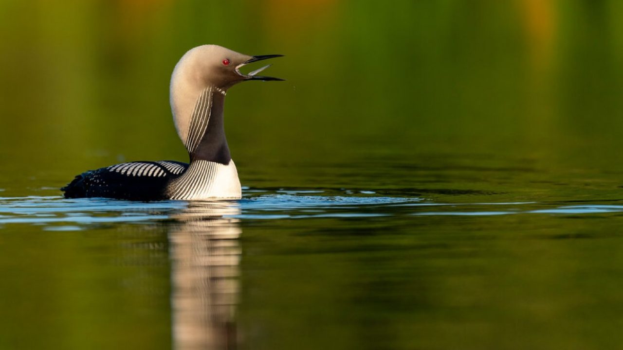 Bird Photographer 2020 y una gran selección del shortlist