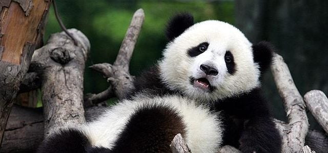 panda-gigante-Singapur-China