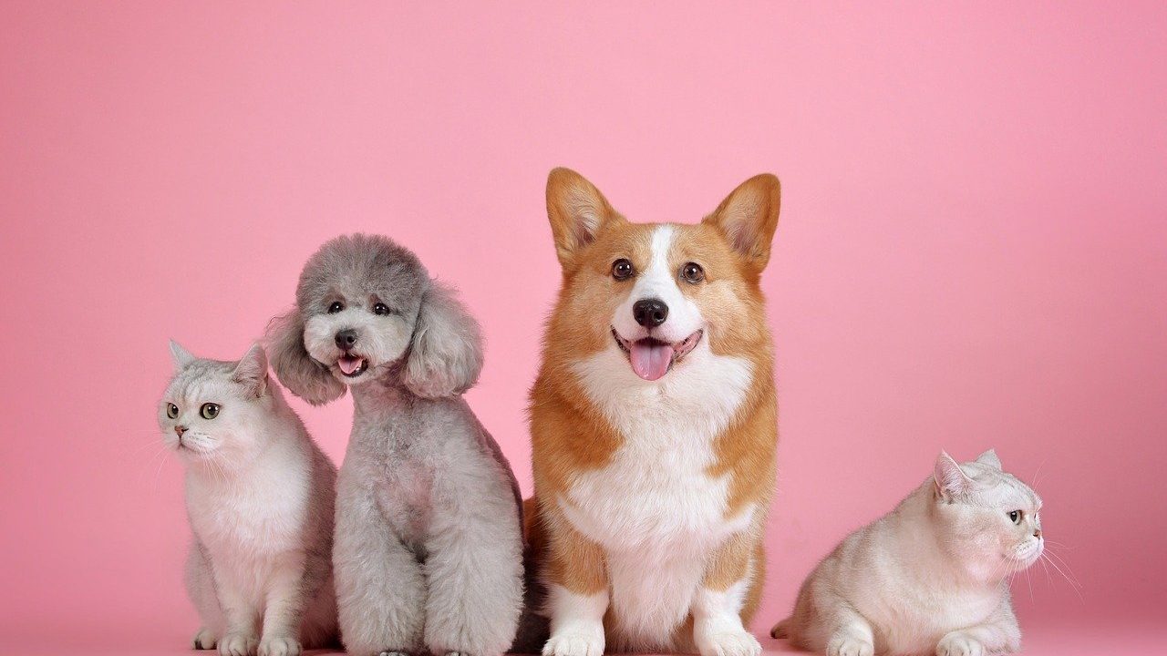 ¿Gatos y perros pueden ser alimentados con una dieta vegana?